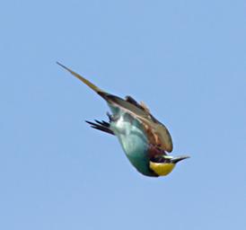 Mikumi NP Bird European Bee Eater