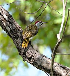 Mikumi NP Bird Speckle Throated Woodpecker