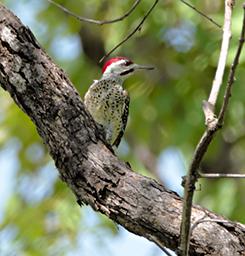 Mikumi NP Bird Speckle Throated Woodpecker