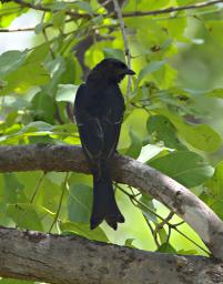 Mikumi NP Bird Fork Tailed Drongo