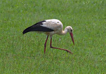 Mikumi NP Bird White Stork
