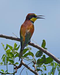 Mikumi NP Bird European Bee Eater