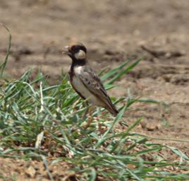 Mikumi NP Bird Fishers Sparrow Lark