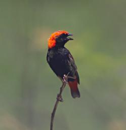 Mikumi NP Bird Zanzibar Red Bishop