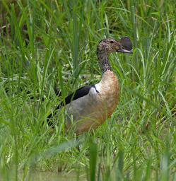 Mikumi NP Bird Knob Billed Duck