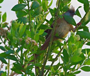 Mikumi NP Bird Speckled Mousebird