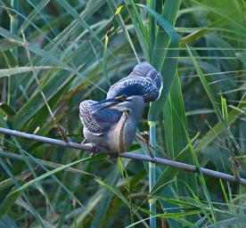 Mikumi NP Bird Madagasgar Squacco Heron