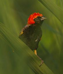 Mikumi NP Bird Zanzibar Red Bishop