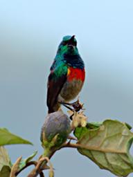 Walk Safari Bird Double Collared Sunbird