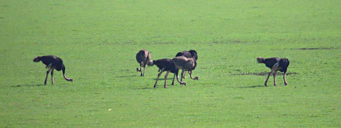 Walk Safari Bird Ostrich
