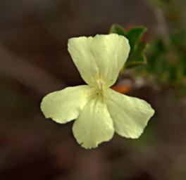 Walk Safari Flower Xxx White