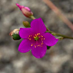 Walk Safari Flower Xxx Magenta