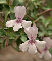 Walk Safari Flower Xxx White