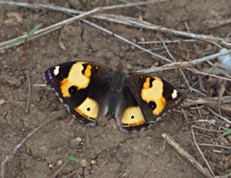 Walk Safari Butterfly Xxx Pansy