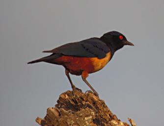 Walk Safari Bird Hildebrandts Starling