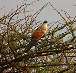 Walk Safari Bird White Browed Coucal