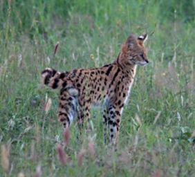 Walk Safari Serval Cat