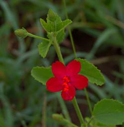 Walk Safari Flower Hibiscus Aponeurus