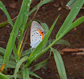 Walk Safari Butterfly Xxx Grass Jewel