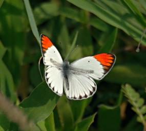 Walk Safari Butterfly Orange Tip