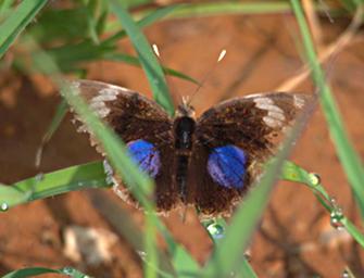 Walk Safari Butterfly Blue Pansy