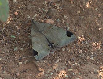 Walk Safari Moth Xxx Grey