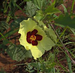 Walk Safari Flower Hibiscus Calyphylus