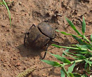 Walk Safari Beetle