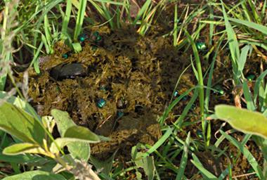 Walk Safari Dung Beetle