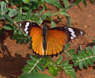 Walk Safari Butterfly Diadem F