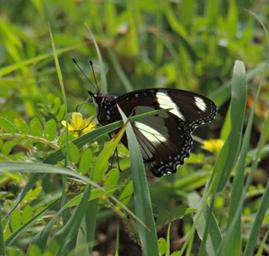 Walk Safari Butterfly Diadem