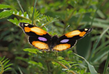 Walk Safari Butterfly Yellow Pansy