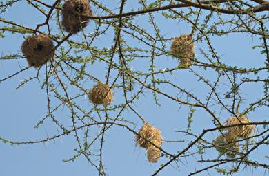 Walk Safari Weaver Nests