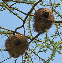 Walk Safari Weaver Nests