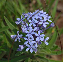 Walk Safari Flower Xxx Blue