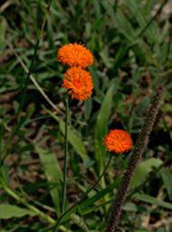 Walk Safari Flower Emilia Coccinea