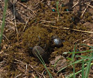 Walk Safari Dung Beetle