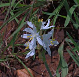 Walk Safari Flower Xxx Blue