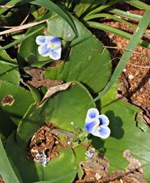 Walk Safari Flower Craterostigma Plantagineum
