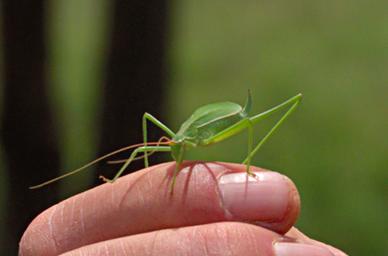 Walk Safari Bug Bush Cricket