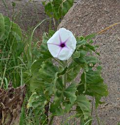 Walk Safari Flower Xxx White Pink