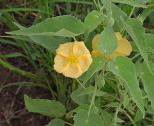 Walk Safari Flower Xxx Yellow
