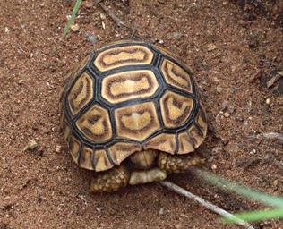 Walk Safari Leopard Tortise