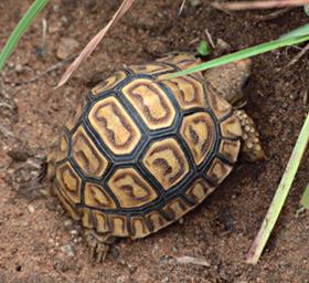 Walk Safari Leopard Tortise