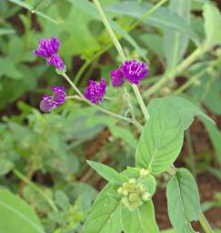 Walk Safari Flower Xxx Violet