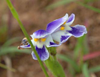 Walk Safari Flower Craterostigma Plantagineum
