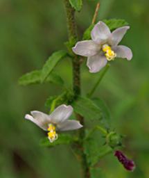 Walk Safari Flower Xxx White
