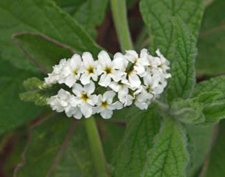 Walk Safari Flower Heliotropium Xxx