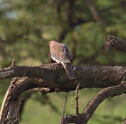 Walk Safari Bird Xxx Dove