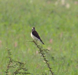 Walk Safari Bird Xxx